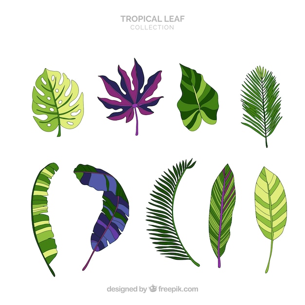 Bella collezione di foglie tropicali con design piatto