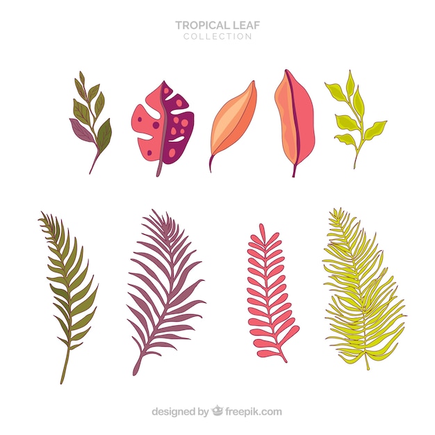 Vettore gratuito bella collezione di foglie tropicali con design piatto