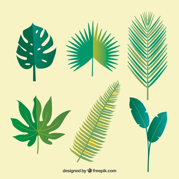 Lovely tropical leaf collection with flat design