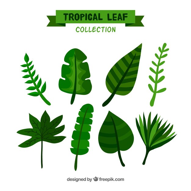 Lovely tropical leaf collection with flat design