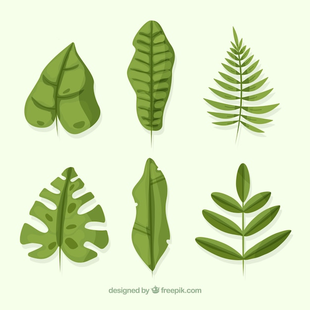 Free vector lovely tropical leaf collection with flat design