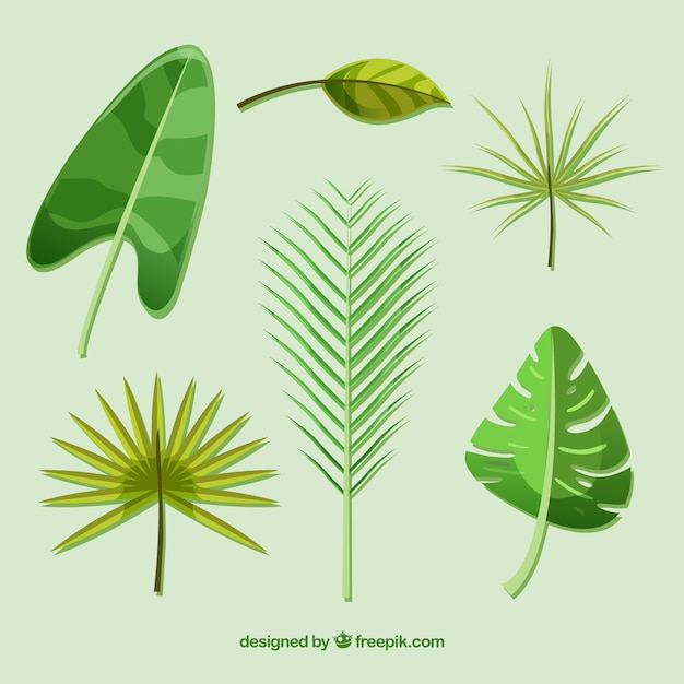 Lovely tropical leaf collection with flat design