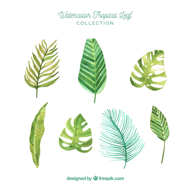 Free vector lovely watercolor tropical leaf collection