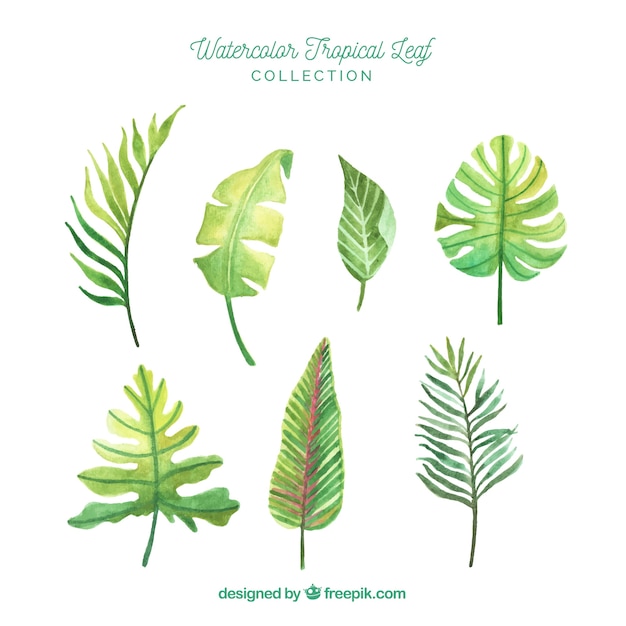 Lovely watercolor tropical leaf collection