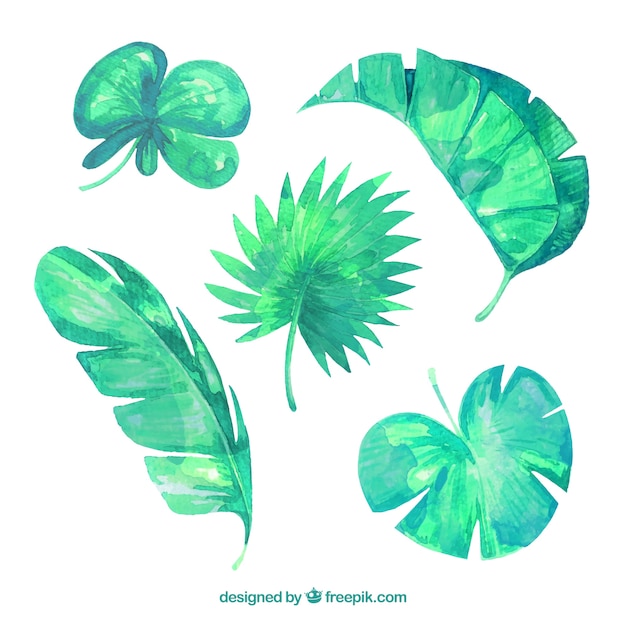 Lovely watercolor tropical leaf collection