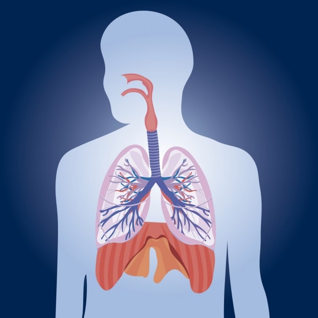 Free vector lungs physiology illustration