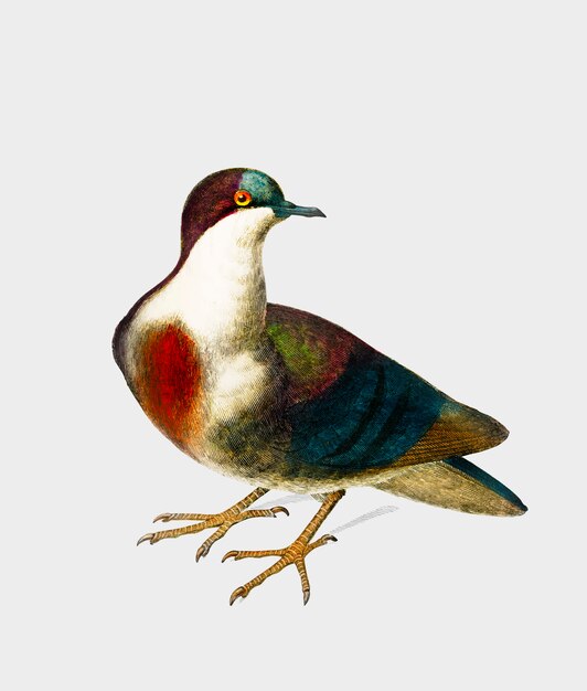 Luzon bleeding-heart (Gallicolumba luzonica) illustrated by Charles Dessalines D'Orbigny (1806-1876)