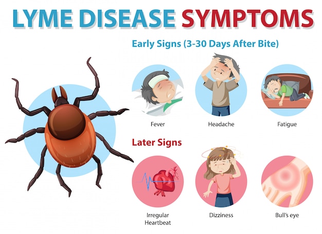 Инфографика о симптомах болезни Лайма