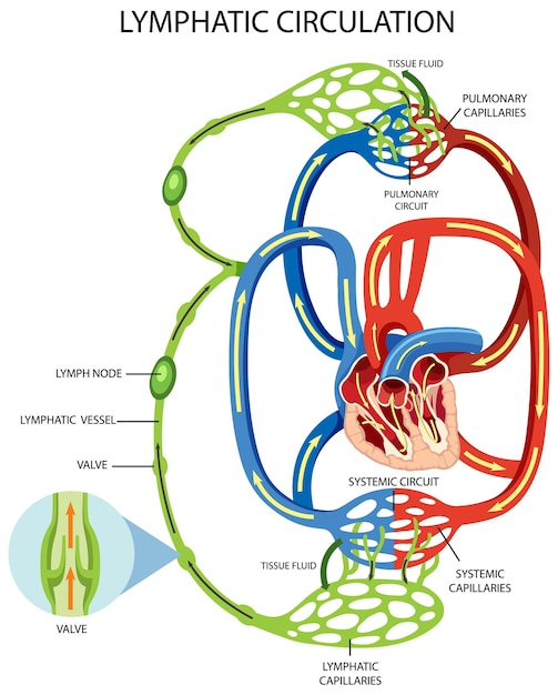 Vettore gratuito diagramma del sistema di circolazione linfatica