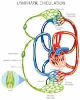 Vettore gratuito diagramma del sistema di circolazione linfatica