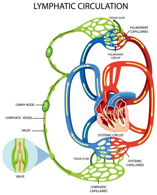 Lymphatic Circulation System Diagram