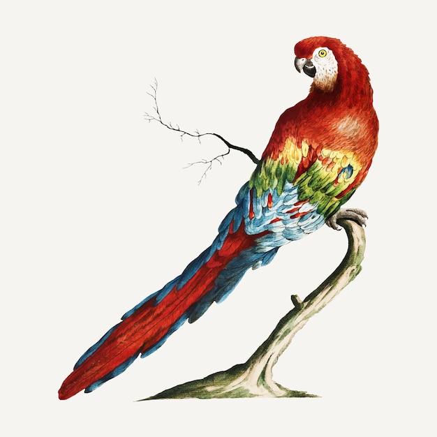 Macaw vintage illustration 