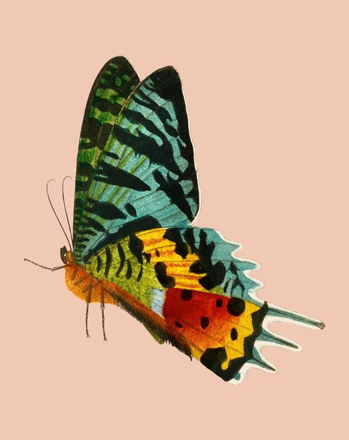 Мадагасканская закатная бабочка (Urania Riphaeus), иллюстрированная Чарльзом Дессалином д&#39;Орбиньи (1806-1876).
