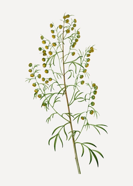 Madeira wormwood