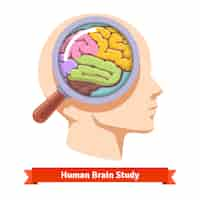 Free vector magnifying glass zooming inside human head