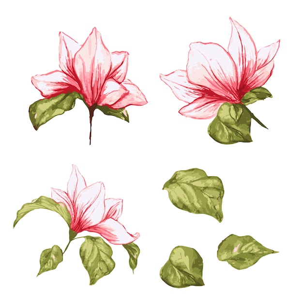 Magnolia flower collection. isolated realistic leafs and flowers on watercolor