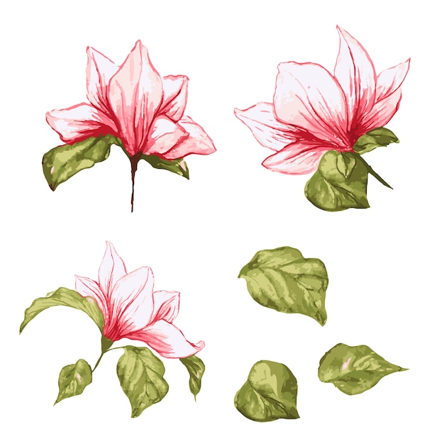 Magnolia flower collection. Isolated realistic leafs and flowers on watercolor