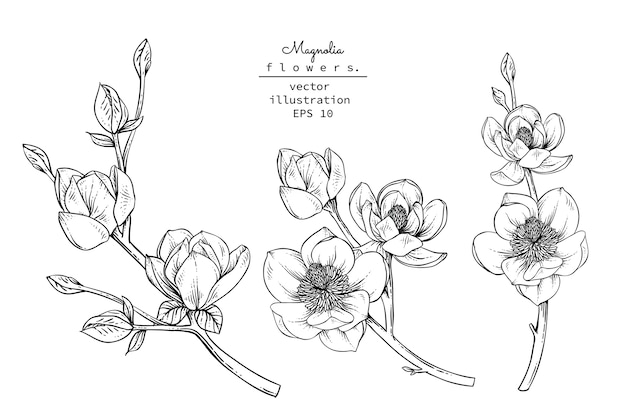 Free Free 300 Magnolia Flower Svg Free SVG PNG EPS DXF File