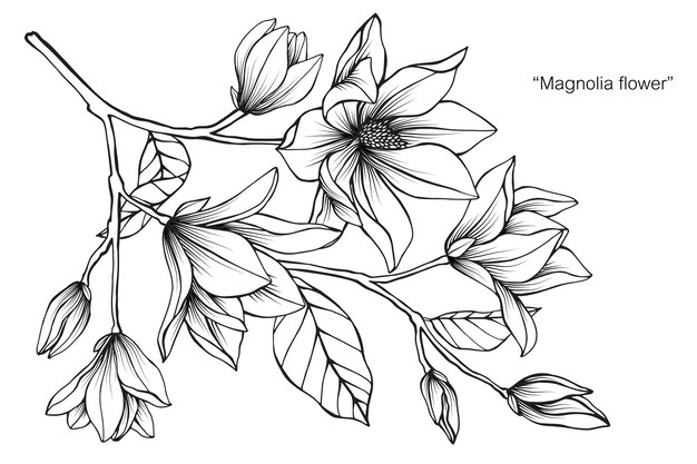 Premium Vector | Magnolia flower