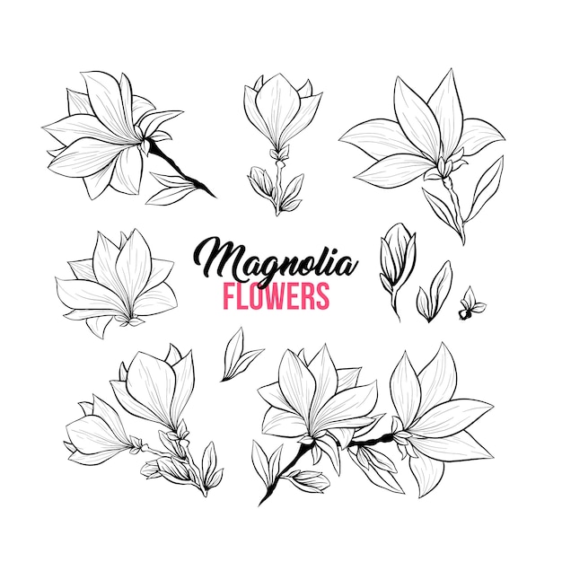 Illustrazioni disegnate a mano dei fiori della magnolia messe