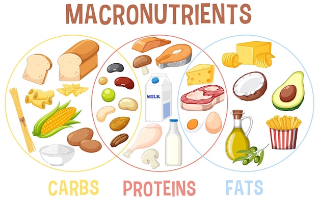 Бесплатное векторное изображение Вектор основных пищевых групп макроэлементов