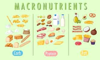 Free vector main food groups macronutrients vector