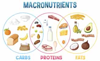 Free vector main food groups macronutrients vector