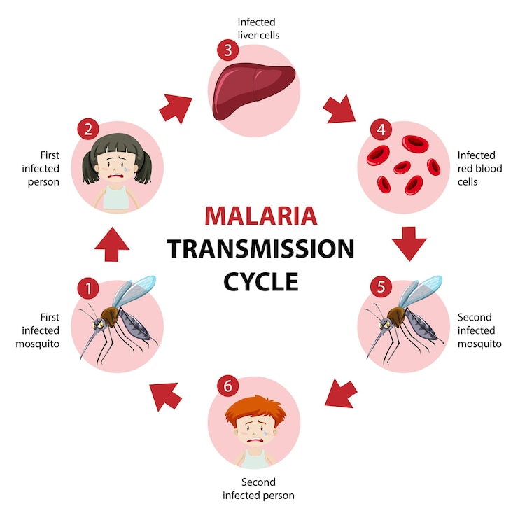 Free Vector malaria transmission cycle information infographic