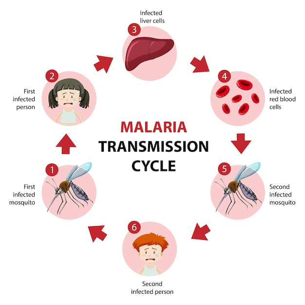 Инфографика информации о цикле передачи малярии