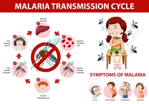 Цикл передачи малярии и информация о симптомах инфографики