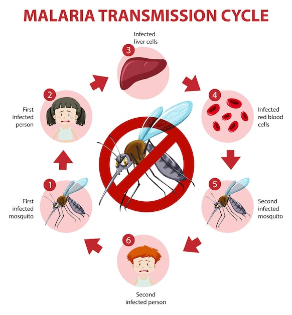 Malaria transmission cycle and symptom information infographic