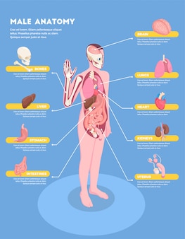 Male anatomy infographics with internal organs icons 3d isometric