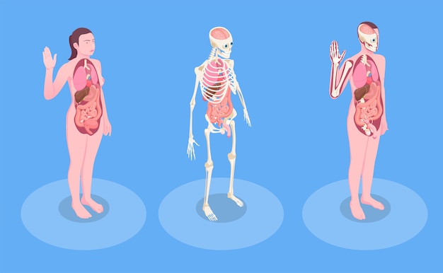 Бесплатное векторное изображение Мужские и женские человеческие тела и внутренние органы 3d изометрические