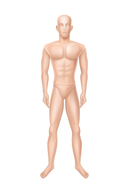 Free vector male mannequin, manikin for clothing store.