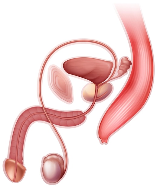 Male reproductive organ