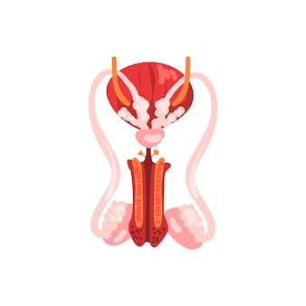 Male reproductive system, human internal organ anatomy vector illustration isolated on a white background.