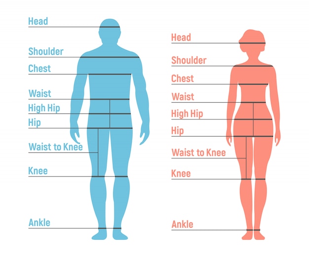 found in greater proportions in flat bones found in greater proportions in flat bones
