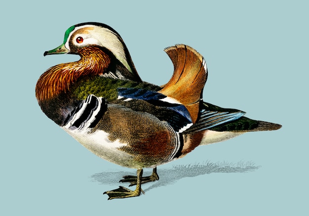 Mandarin duck (Aix galericulata) illustrated by Charles Dessalines D'Orbigny (1806-1876). 