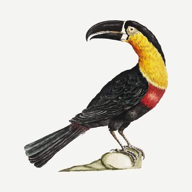 Illustrazione d'epoca di mangiapepe tucano