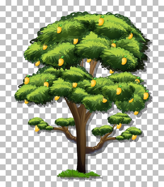 Free vector mango tree on transparent background
