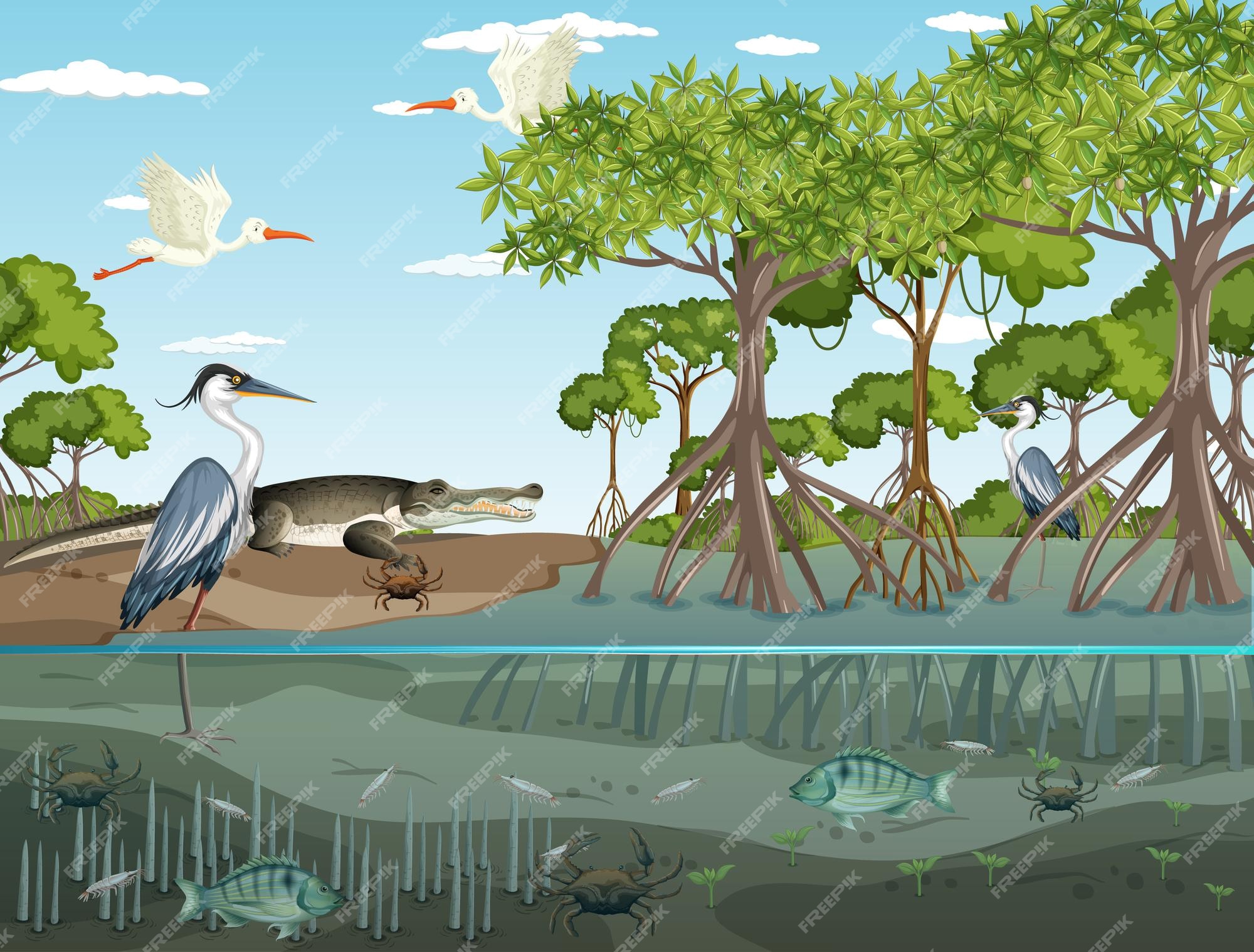 Mangrove Images - Free Download on Freepik Mangrove Images - Free Download on Freepik