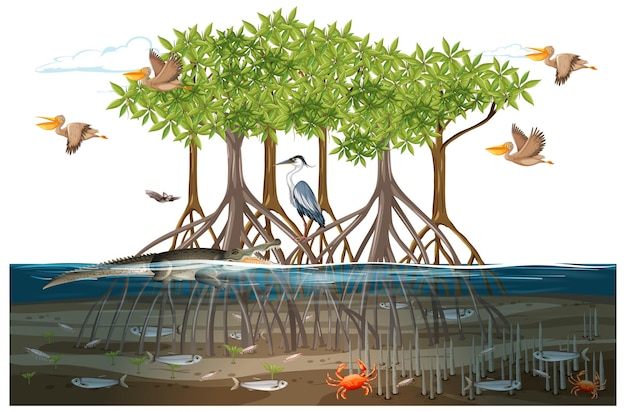 Free vector mangrove forest scene  with animals in the water