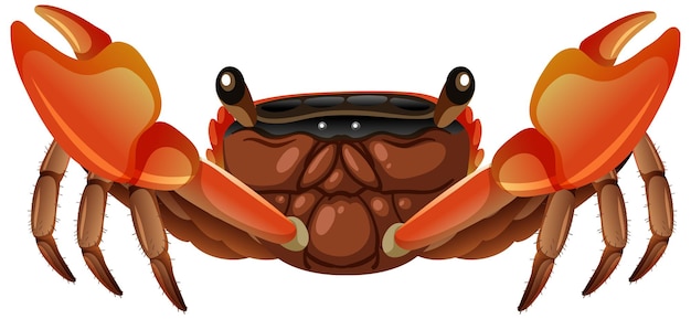 Mangrove root crab in cartoon style on white background