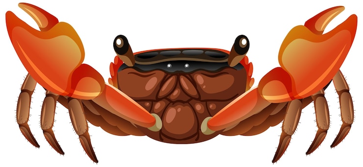 Free Vector mangrove root crab in cartoon style on white background