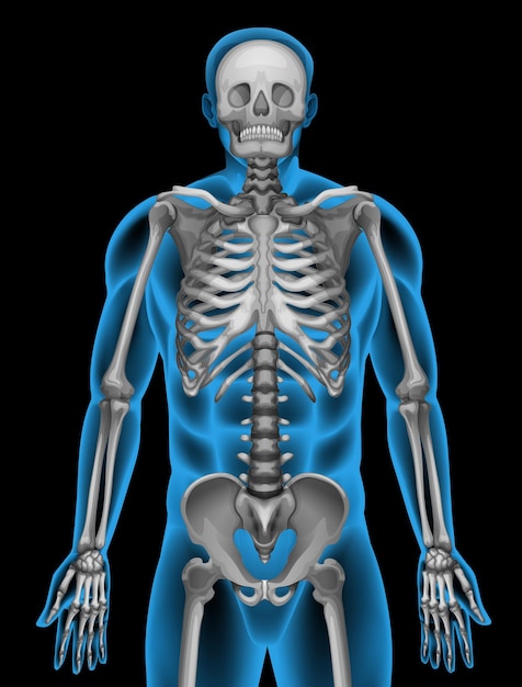 A mans skeleton system