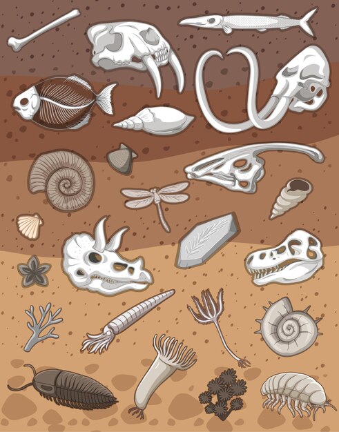 Many fossil under the ground