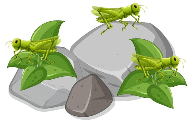 Many grasshopers on stones on white background