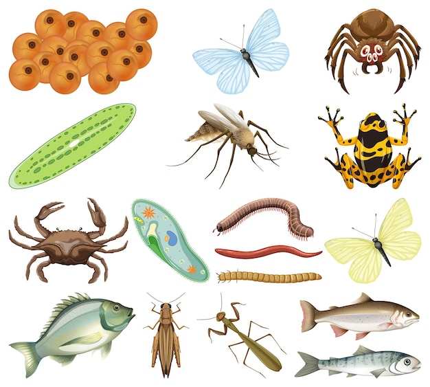 Free vector many insects and animals on white background