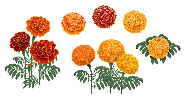 Marigold flowers blossoms, leaves and buds. red and orange tagetes or cempasuchil blooming flowers, mexican dia de los muertos, day of dead holiday and indian diwali festival vector floral decorations Premium Vector