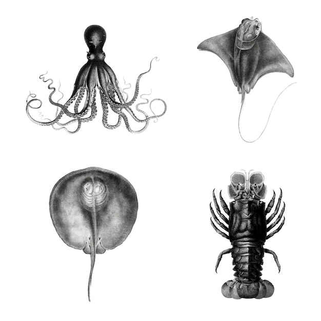 Marine life species illustration set